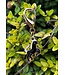 PONY BRIDLE CHARM - Black