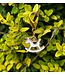 ROCKING HORSE BRIDLE CHARM - White