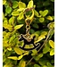 ROCKING HORSE BRIDLE CHARM - Black