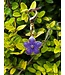 PURPLE LOTUS BRIDLE CHARM