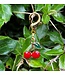 CHERRY CHARM