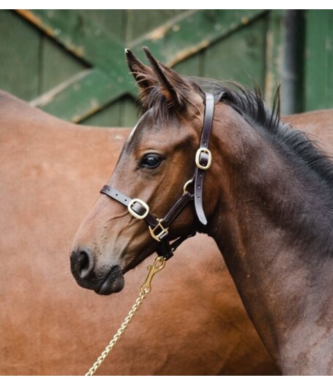 EQUISENTIAL LEATHER HEADCOLLAR - Brown