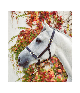 EquiSential EQUISENTIAL LEATHER HEADCOLLAR - Black