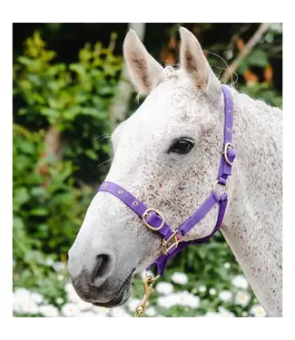 EquiSential EQUISENTIAL NYLON HEADCOLLAR - Purple