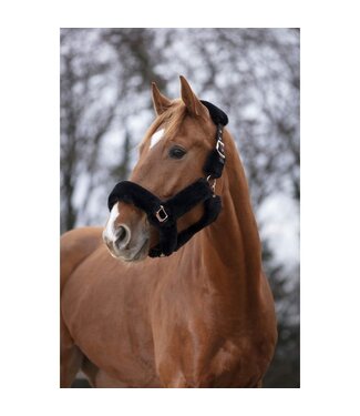 Equithème EQUITHÈME 'TEDDY' PINK GOLD HEADCOLLAR - Black