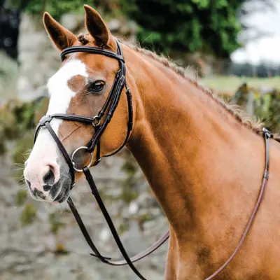 Bridles & Accessories