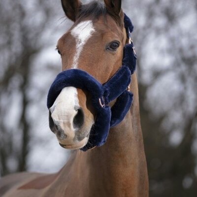 Headcollar & Leadropes