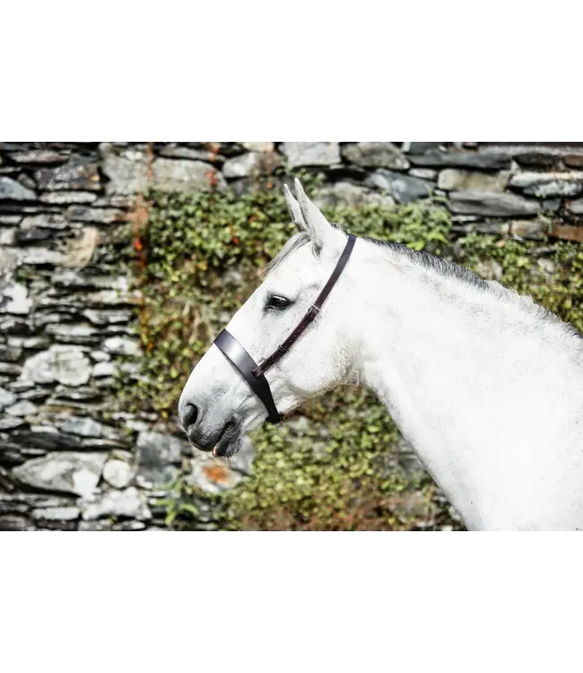 MACKEY CLASSIC WIDE FLAT CAVESSON NOSEBAND - Brown