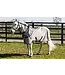 Aloga ALOGA PONY FLY SHEET - Grey & Navy