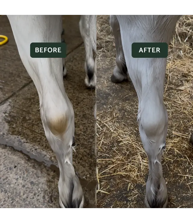 GLAS EQUINE WHITENING POWDER - 500g