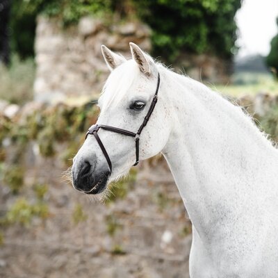 Nosebands