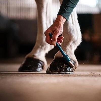 Hoof Oil Brushes & Mane & Tail Brushs