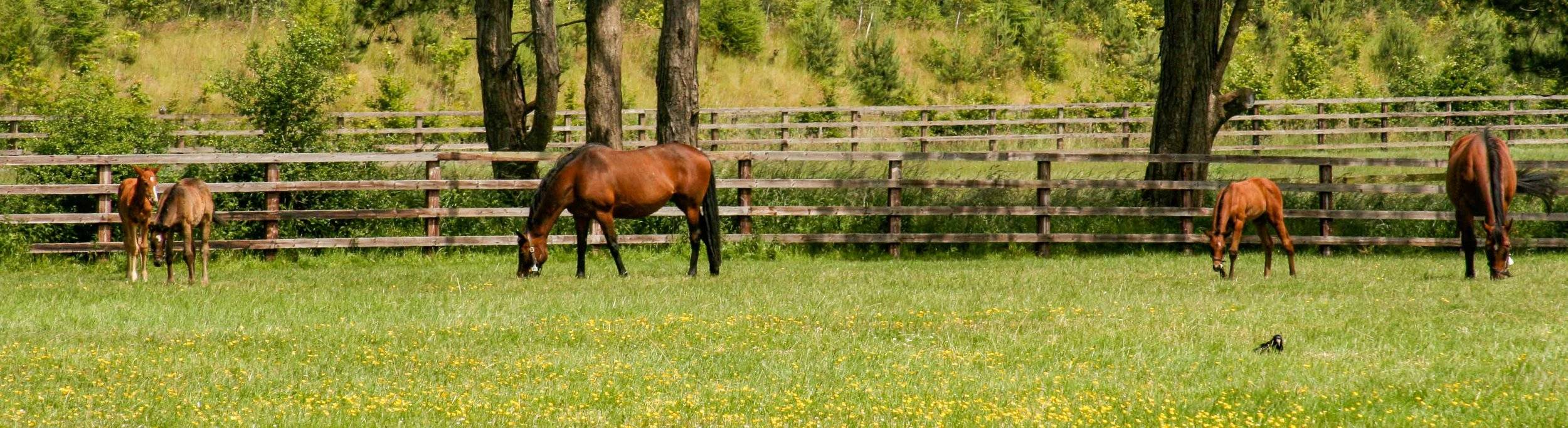 Forever Equestrian Tack and Clothing Store Mullingar Equestrian Centre Forever Equestrian