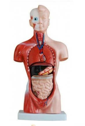 Anatomische modellen 