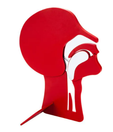 Laerdal Querschnitt Kopf