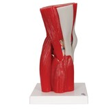 Kniemodel A882 met afneembare delen (11delig)