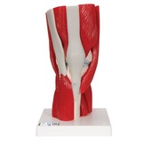 Kniemodel A882 met afneembare delen (11delig)