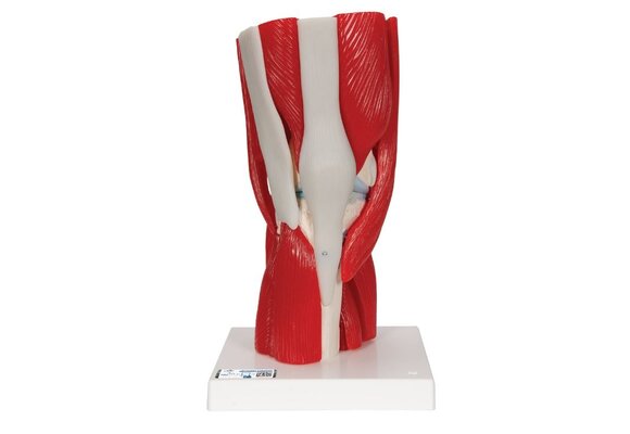 Kniemodel A882 met afneembare delen (11delig)