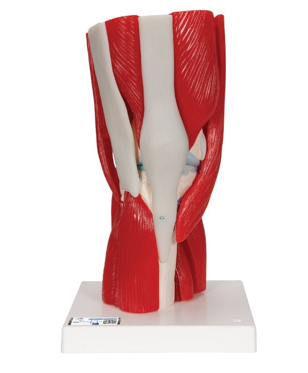 Kniemodel A882 met afneembare delen (11delig)