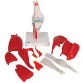 Kniemodel A882 met afneembare delen (11delig)