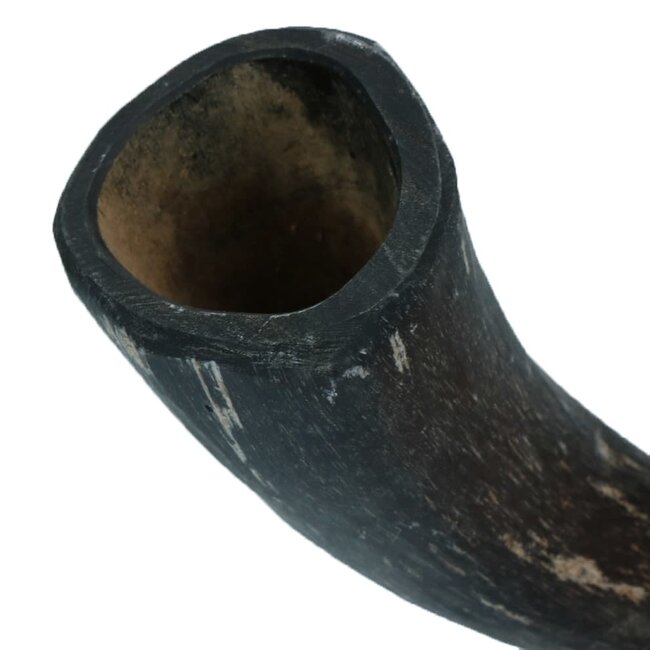 Viking Horn Whole