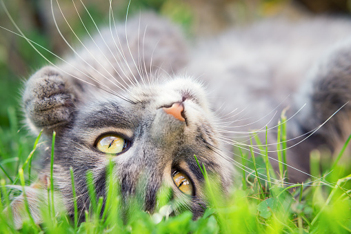 De populairste honden- en kattennamen van dit moment