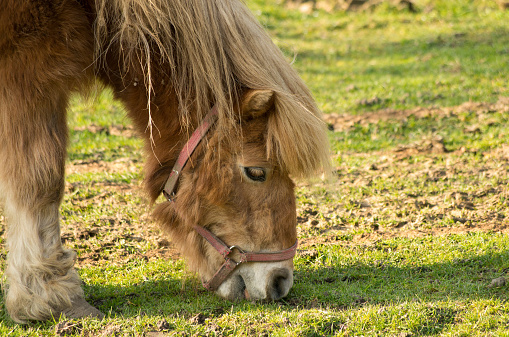 Nieuwe regels registratie paarden