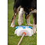 CoolPets Splash Water Fountain
