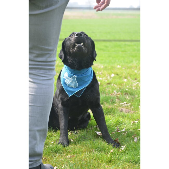 CoolPets Bandana