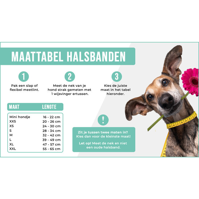 DWAM Halsband Paddy Lee