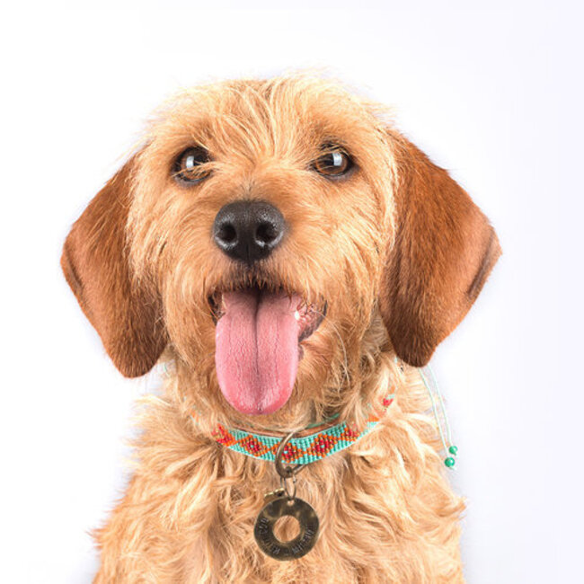 DWAM Halsband Paddy Lee