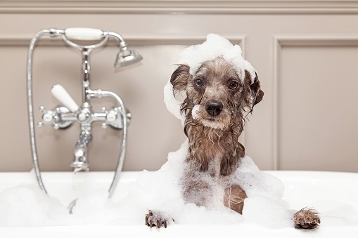 5. De aanschaf van een pup: verzorging