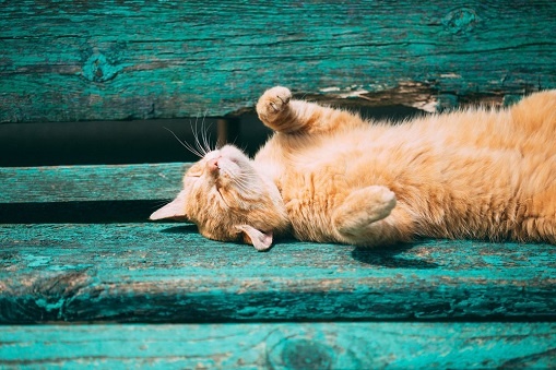 Water voor je kat: waarom voldoende drinken zo belangrijk is