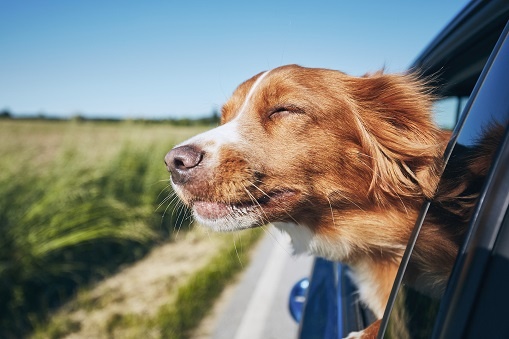 Met je hond op vakantie: wat moet je weten en wat moet je meenemen?