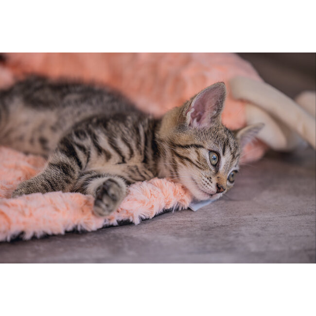 Bz Kitten Kussen Flamingo