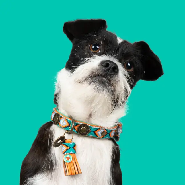 DWAM Halsband Morgan