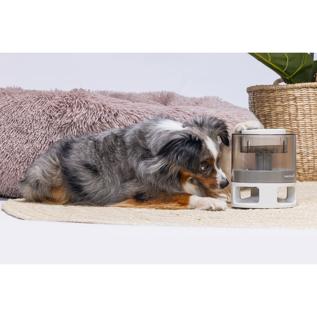 BZ Brain Game Delicious