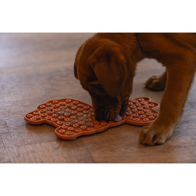 BZ Likmat Lama Molly