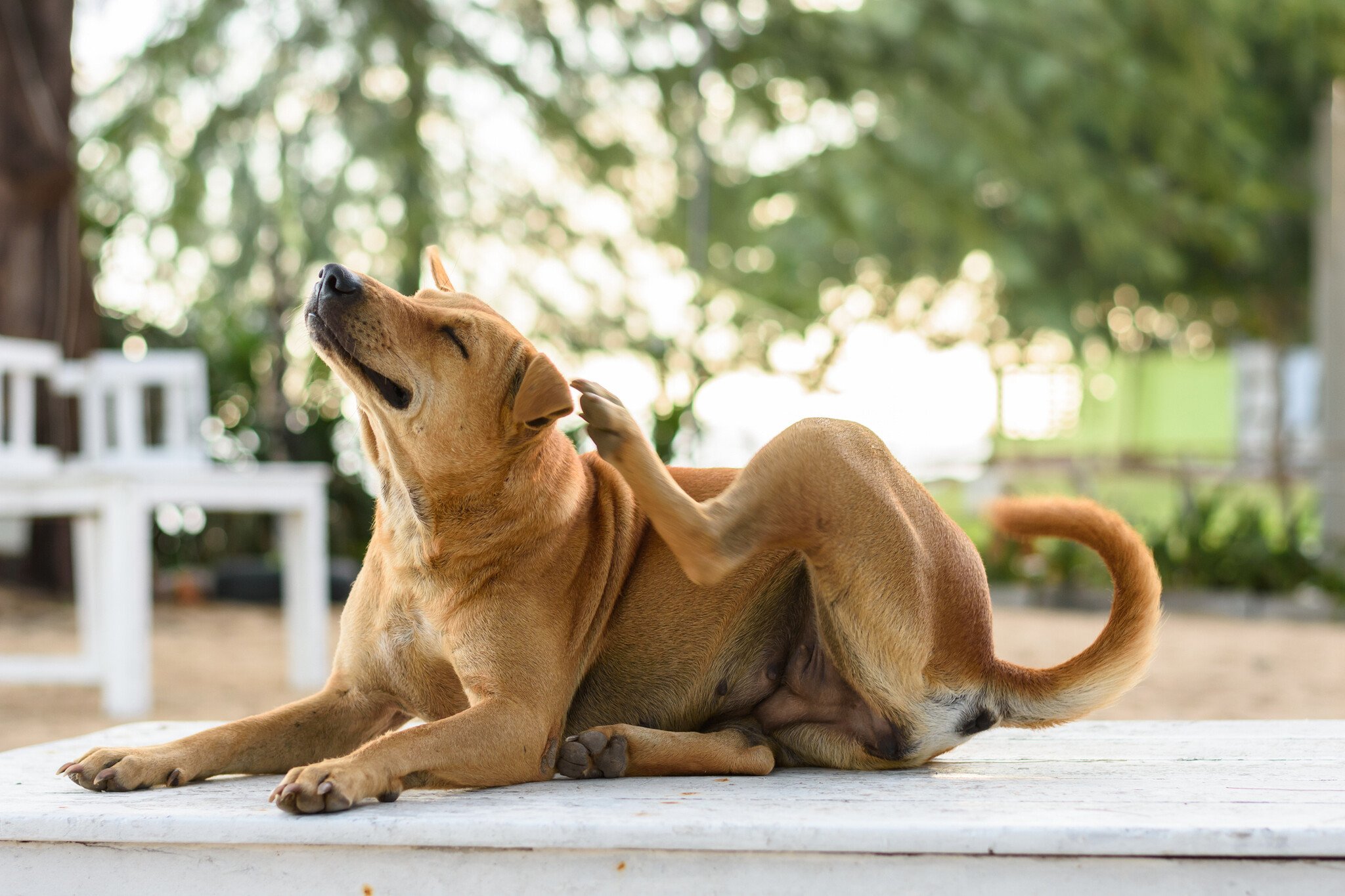 Ongedierte bij de hond of kat: alles over wormen, vlooien en teken