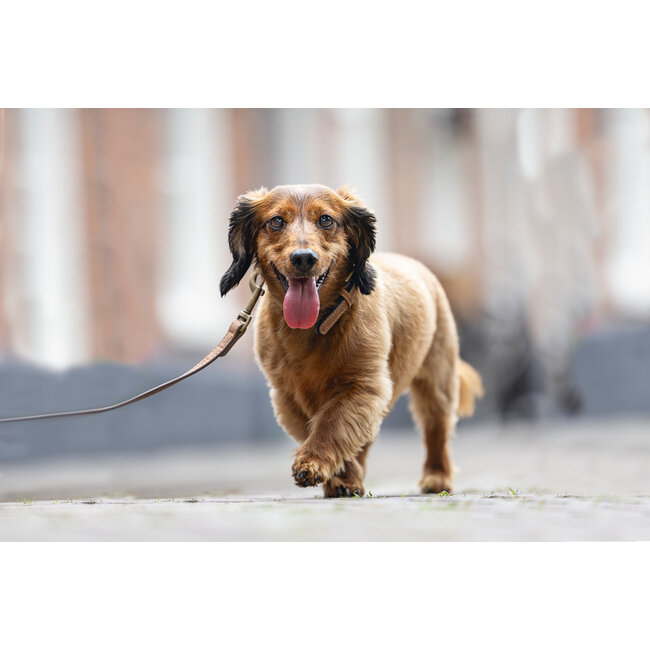 BZ Balacron Halsband Bruin