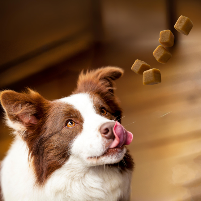 Animals Choice Chews - Dog Mobility