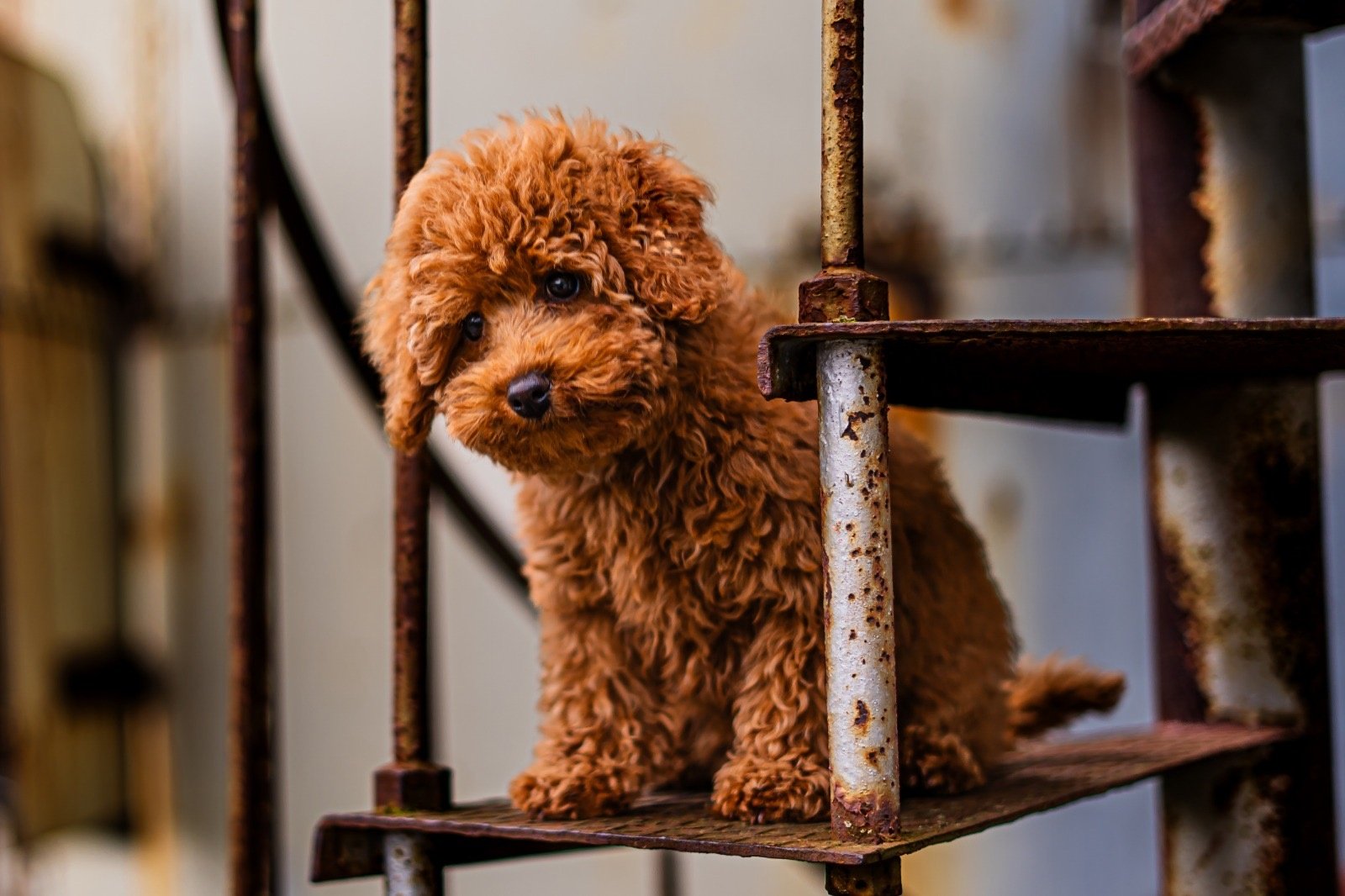 Hondenshoot Noordkade Veghel
