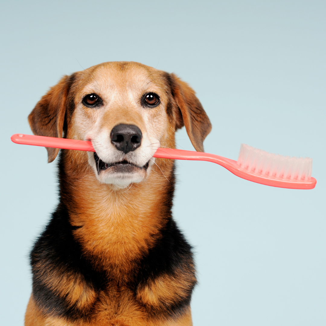 Dog Health day - Najaarseditie