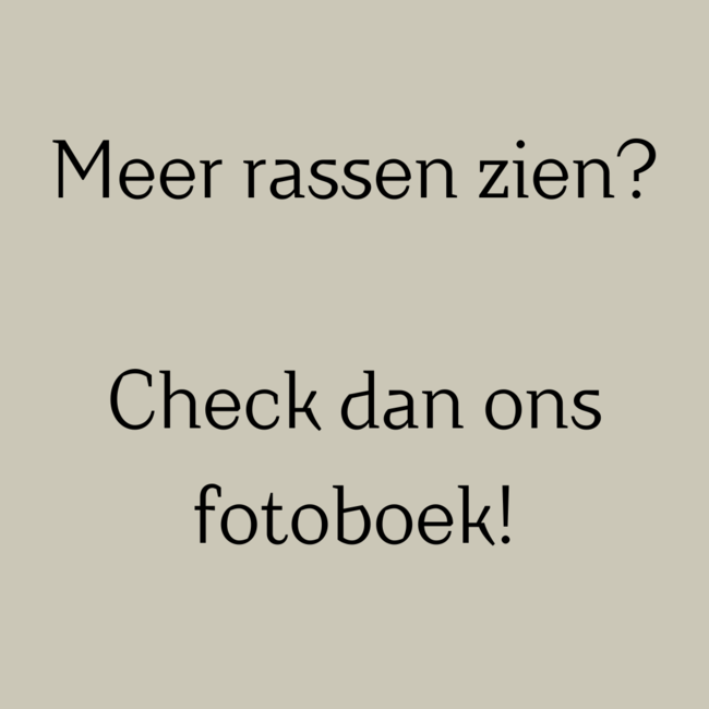 Sleutelhanger Hout Hond