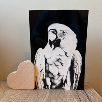 Smulders Paws & Prints Foto 15 x 20 cm