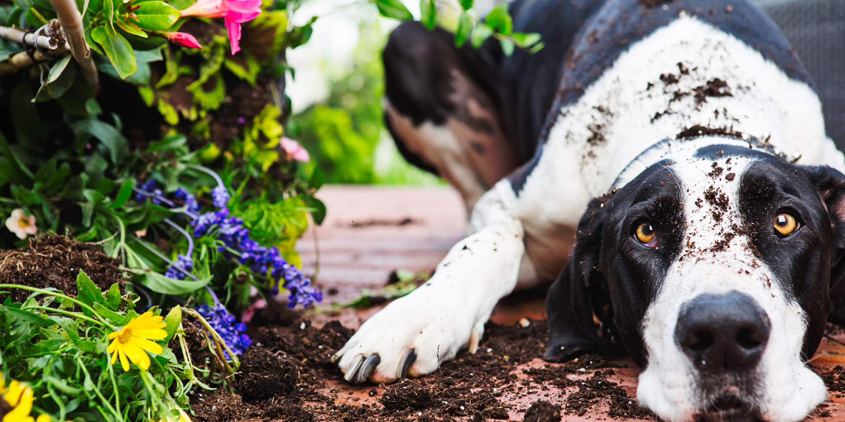 Waarom graaft mijn hond in de tuin?