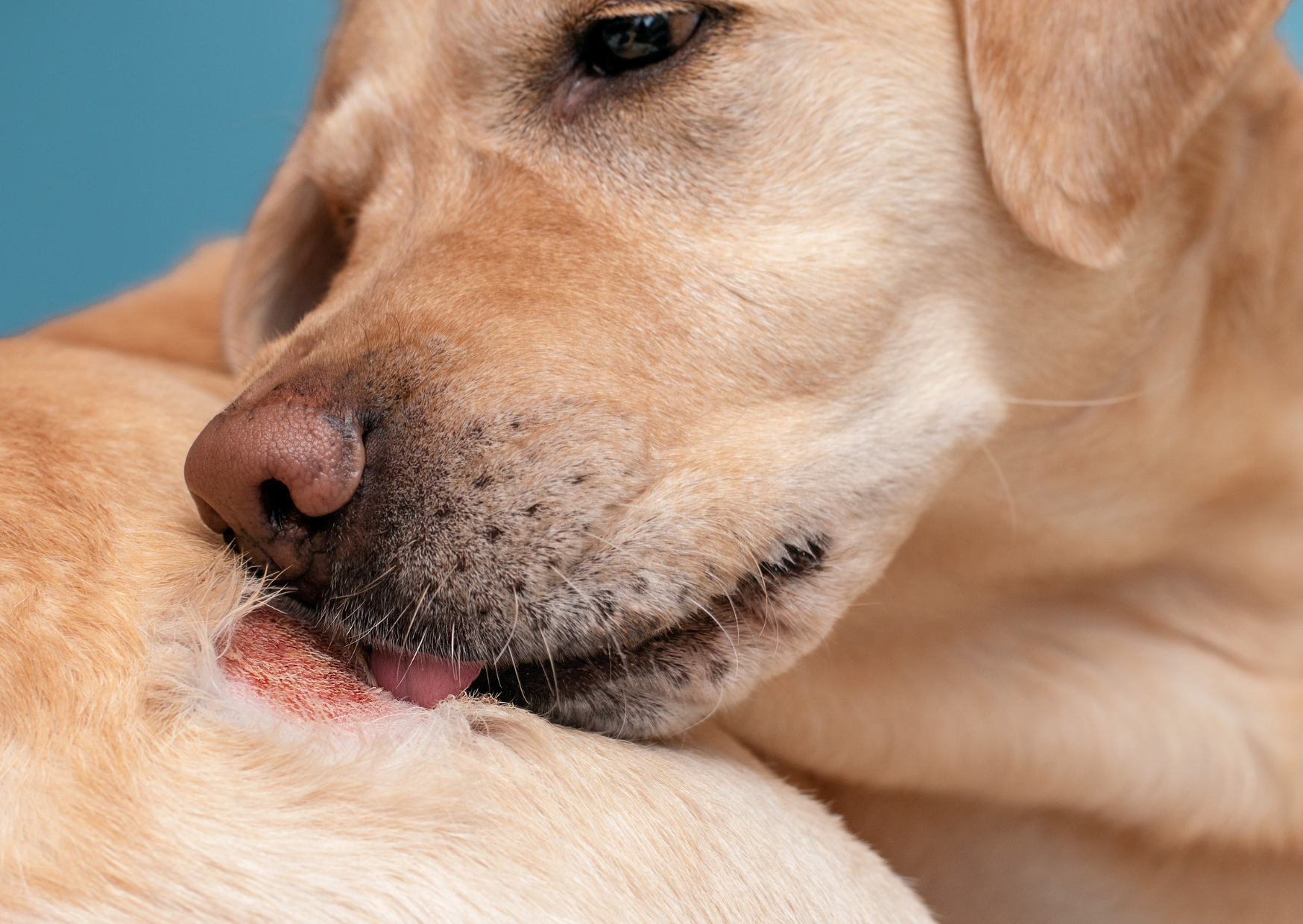 Heeft mijn hond last van een allergie?