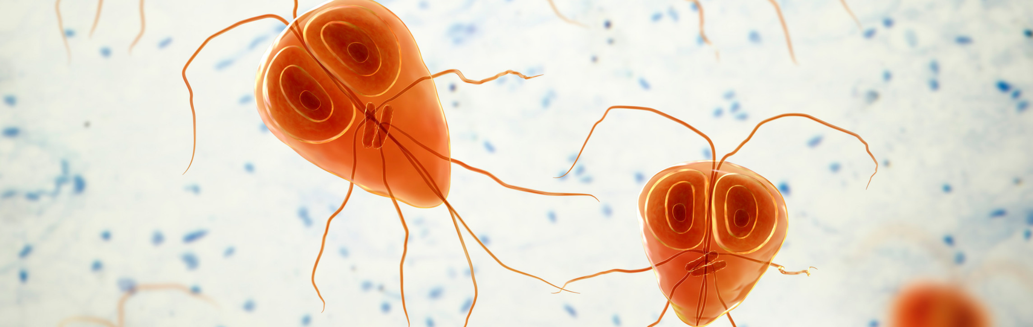 Giardia