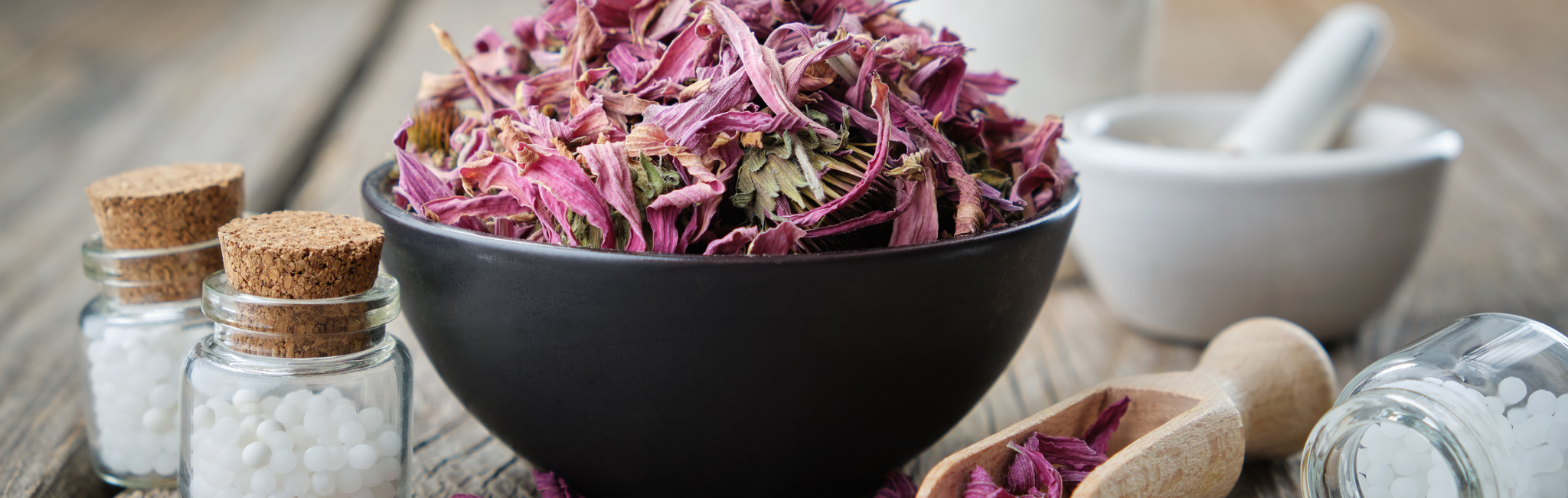Echinacea