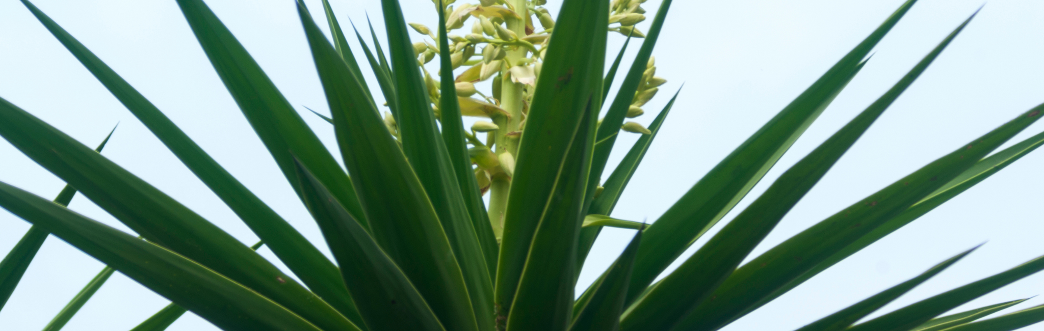 Yucca